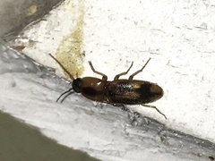 Aeolus mellillus