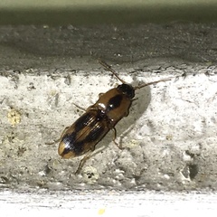 Aeolus mellillus