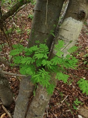 Piptadenia retusa
