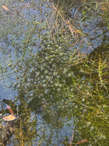 Sphagnum cuspidatum observed 2026-10-16