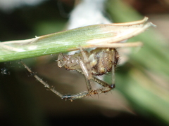 Mimetidae
