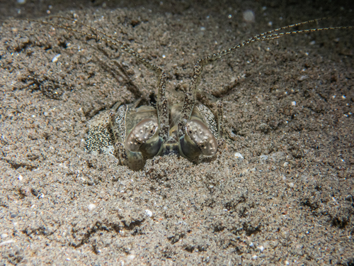 Lysiosquilla maculata observed 2026-10-19