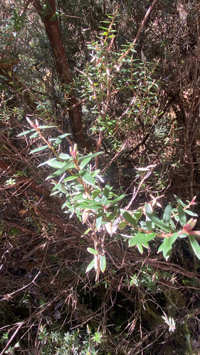 Monotoca glauca observed 2026-10-05