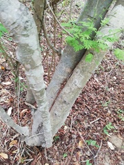 Piptadenia retusa