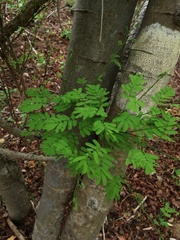 Piptadenia retusa