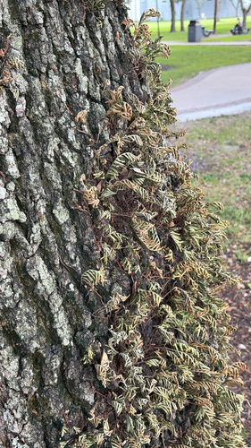 resurrection fern