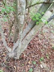 Piptadenia retusa