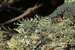 Ramalina inflata
