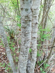 Piptadenia retusa