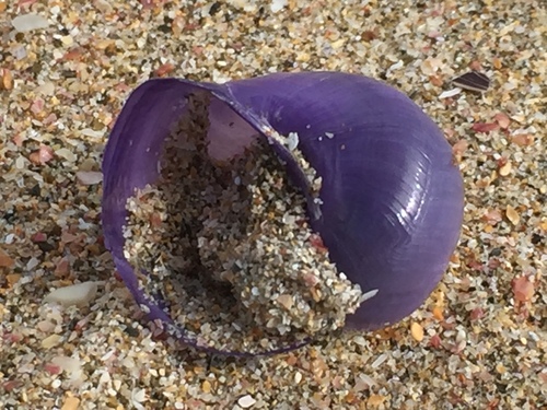 Violet Globe Snail