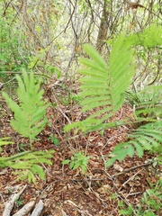 Piptadenia retusa