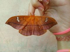 Cricula trifenestrata