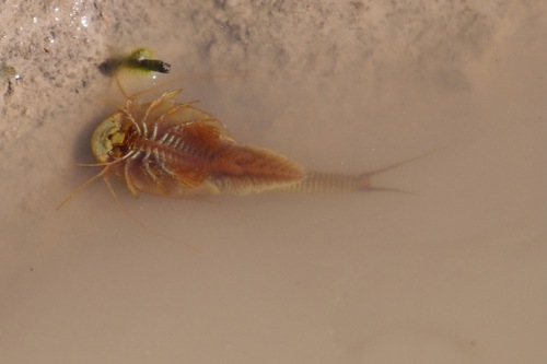 Longtail Tadpole Shrimp