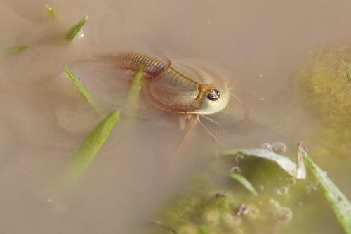 Longtail Tadpole Shrimp