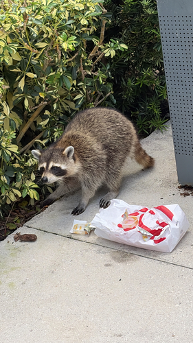 Common Raccoon