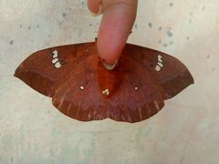 Cricula trifenestrata