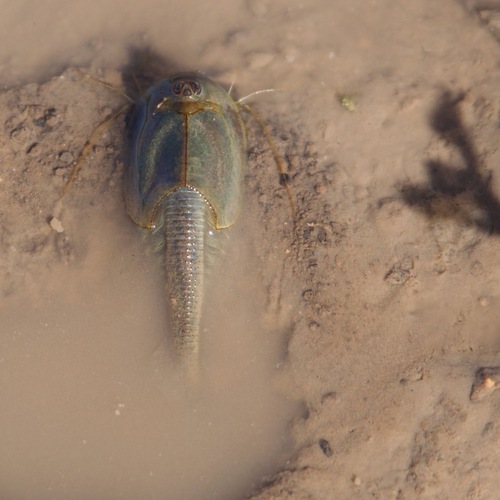 Longtail Tadpole Shrimp