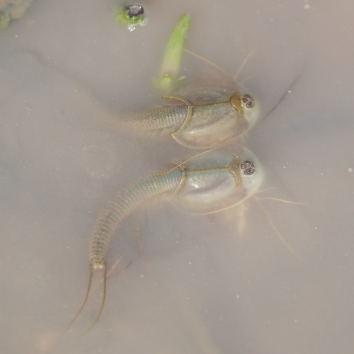 Longtail Tadpole Shrimp