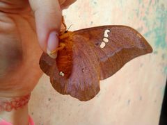 Cricula trifenestrata