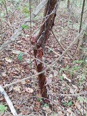 Bursera schlechtendalii