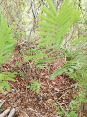 Piptadenia retusa