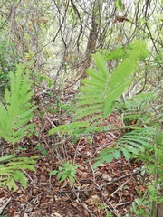 Piptadenia retusa