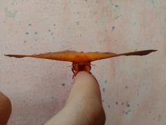 Cricula trifenestrata