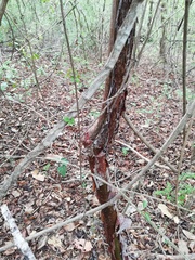 Bursera schlechtendalii