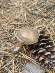 Melanoleuca angelesiana