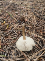 Melanoleuca angelesiana