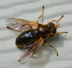 Blera armillata