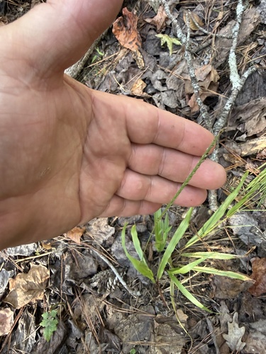 Paspalum setaceum observed 2026-10-19