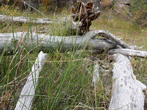 Equisetum laevigatum, 2026-10-17