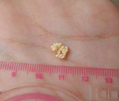 Cricula trifenestrata