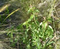 Acalypha communis