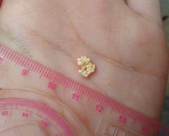 Cricula trifenestrata