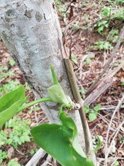 Philodendron hederaceum