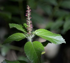 Acalypha communis