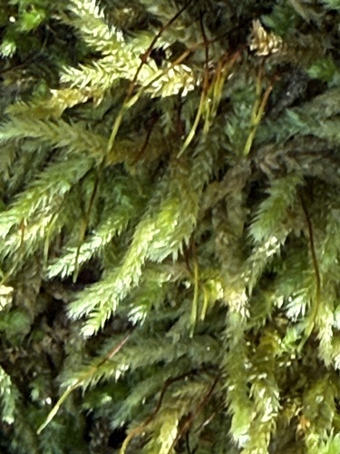 Bryoandersonia illecebra, 2026-10-19