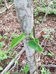Philodendron hederaceum