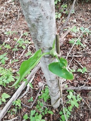 Philodendron hederaceum