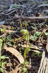 Pterostylis striata