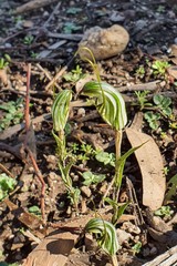 Pterostylis striata