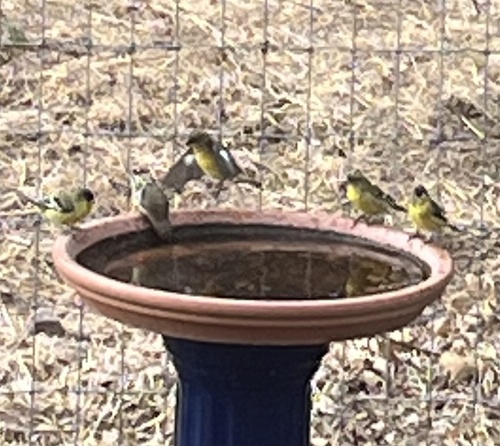 Lesser Goldfinch seen in Sonoma Valley