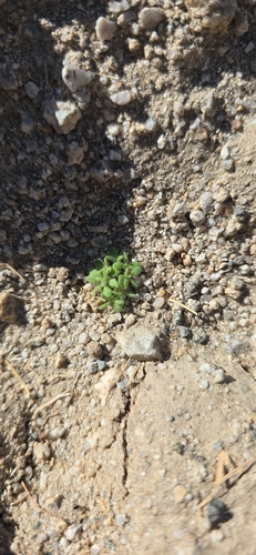 Hairypod Pepperweed