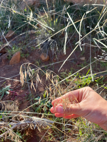 Bromus tectorum observed 2026-10-17