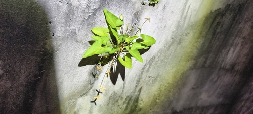 Viola inconspicua observed 2026-10-20