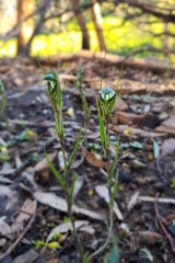 Pterostylis striata