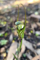 Pterostylis striata