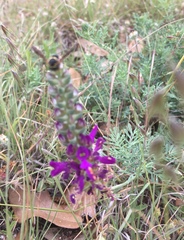 Dalea lasiathera